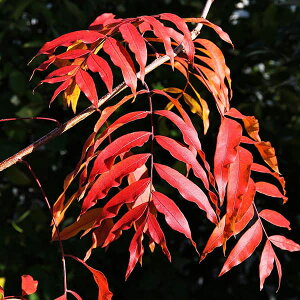 Ԗ ؂̕c/JCmLi̖ w̖؁j3.5|bg