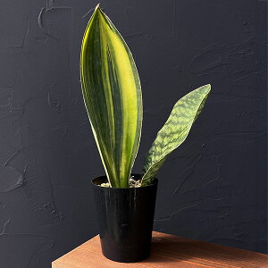 ϗtA/TZxAF}b\jA[iij 3d|bg25-10