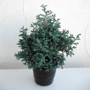 Ԗ ؂̕c/Rjt@[ijF{[o[h5|bg*