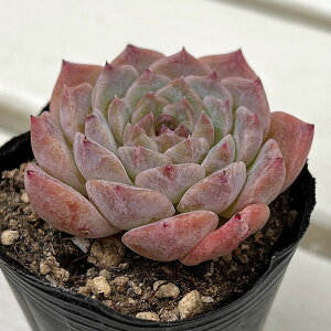 ϗtA/GPxAFACXsbg@2|bg