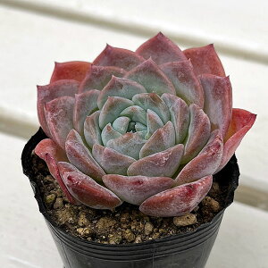 ϗtA/GPxAFt[nCrXJX@2|bg