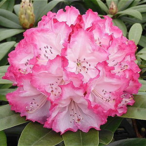 Ԗ ؂̕c/mVNiQFhXAbv3.5|bg