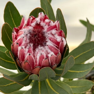 Ԗ ؂̕c/veAFtXebht@C[@7A25-05