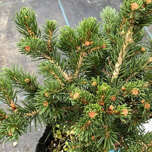 Ԗ ؂̕c/sZAvQXivQXgEqjFbL[XgCN7|bg