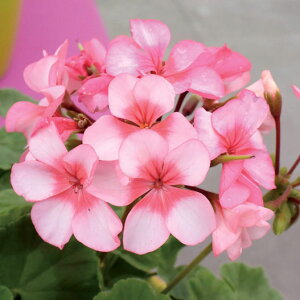 Ԃ̕c/[jEFzCY@j[X^[3.5|bg