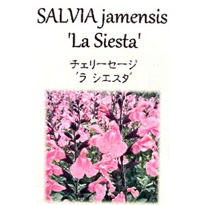 Ԃ̕c/`F[Z[WF@VGX^3.5|bg