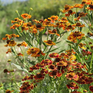 ���Ԃ̕c/[�I���Z�[��]�w���j�E���F�w���i ���b�h�V�F�[�h3.5���|�b�g