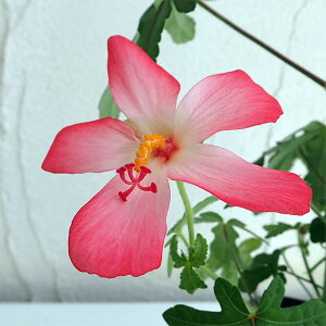 Ԗ ؂̕c/AxXNXEԐFv炢ibh`sNj3.5|bg