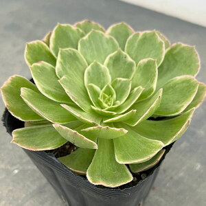 ϗtA/AGIjEFnEB 3.5|bg