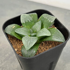 ϗtA/nI`AFEF1xjQ@3XNGA