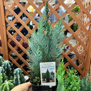 Ԗ ؂̕c/Rjt@[([\qmL)FRiX@OEJ3|bg