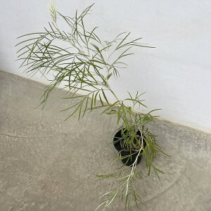 Ԗ ؂̕c/OrAFoNV[ Ao 5A