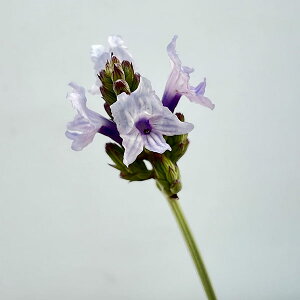 n[u̕c/[Xx_[Fub`[3.5|bg 3Zbg