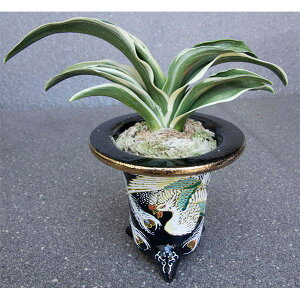 ϗtA/IgiNjFVa(񂹂ł)@a11cmєAyi̔259697z