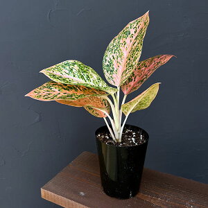 ϗtA/AOIl}FIWX^[_Xg@4