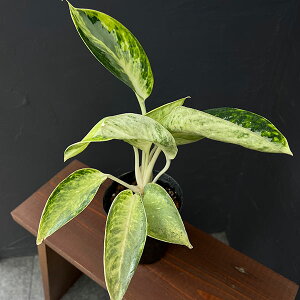 ϗtA/AOIl}FJ[NAC@4|bg