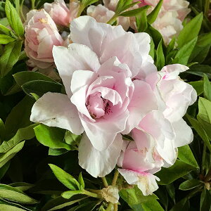 Ԗ ؂̕c/˃ccWFsNd5|bg5Zbg