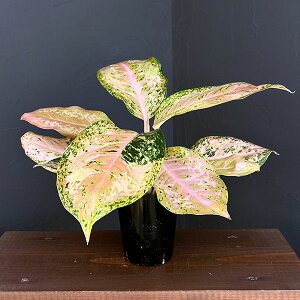 ϗtA/AOIl}FIWI[hX^[@4|bg