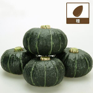 [](ƖpE󒍐Yi)J{`FpvLbY 500[؃^l]*