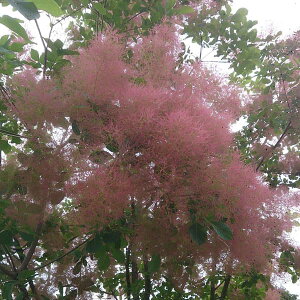 Ԗ ؂̕c/X[Nc[Ft[4|bg