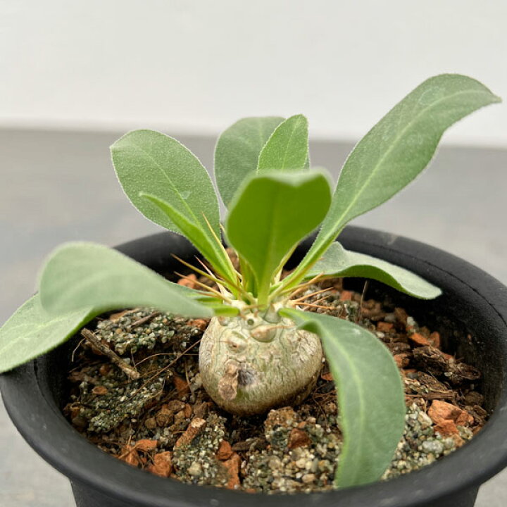 楽天市場】観葉植物/[アーリーサマーセール]パキポディウム：光堂 
