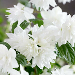 Ԗ ؂̕c/oCJEcMi~ԃEcMjFp[YIupq[3.5|bg