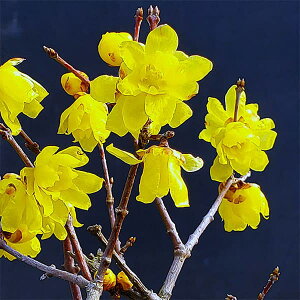 �Ԗ� ��؂̕c/���E�o�C�F����i�I�X�Y�j4�`5���|�b�g