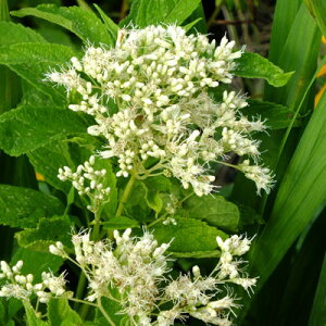 Ԃ̕c/i킯j[pgEFAC{[^[Y3.5|bg