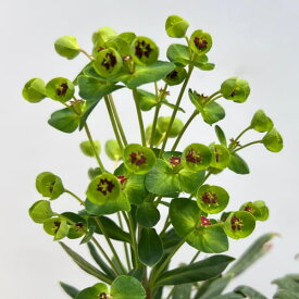 草花の苗/ユーフォルビア：ベビーチャーム4号ポット