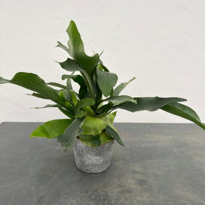楽天市場】観葉植物/ビカクシダ（コウモリラン）：ネザーランド 4号 