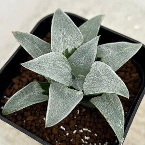 ϗtA/nI`AFxSW{iNS2/3j 2.5XNGA