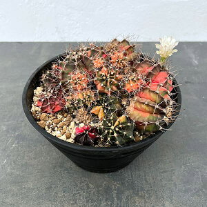 ϗtA/T{eFMmJLE@nCubh@724-13