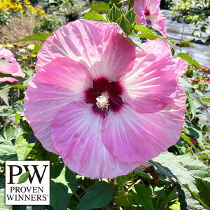 Ԃ̕c/hnCrXJXFT}tBbNXgx[}[u11cm|bg