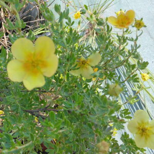 �Ԗ� ��؂̕c/[�I���Z�[��]�L�����o�C�F�I�����W�E�B�X�p�[4���|�b�g