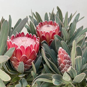 Ԗ ؂̕c/[UEt@[ZNg]veAFWGbg 5A