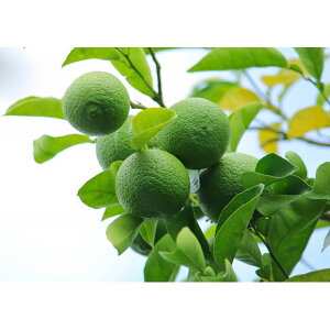 ʎ̕c/J{XF̐ î݂j4`5|bg