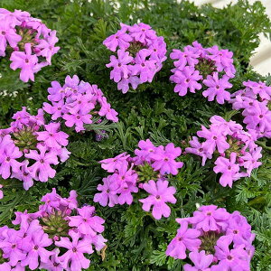 Ԃ̕c/o[xiihjF^sAx_[3|bg*(R)