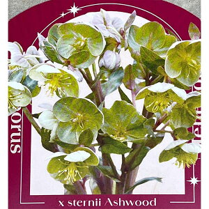 NX}X[YinjFXej[@AbVEbh3.5|bg