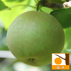 ʎ̕c/iVijFÑi񂽁j 4`5|bg