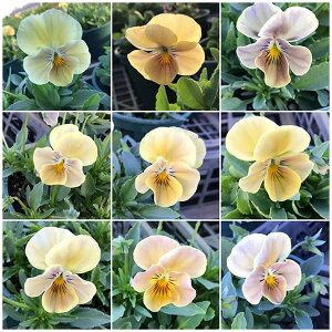 Ԃ̕c/rIFt ڂ댎3-3.5|bg 12Zbg