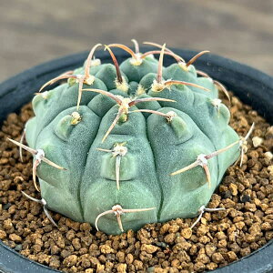 ϗtA/MmJLEFobe[@2.5A*