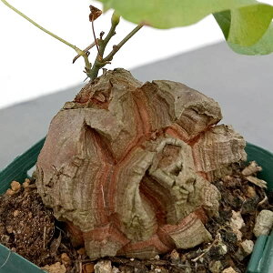 ϗtA/[UEt@[ZNg]fBIXRAiTbjFGt@eByX@2.525-12