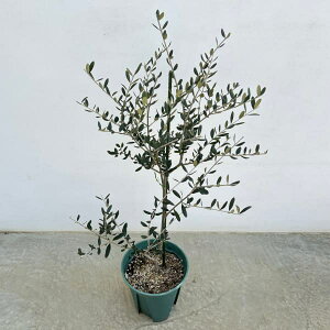 Ԗ ؂̕c/I[uFbJ 8d|bg