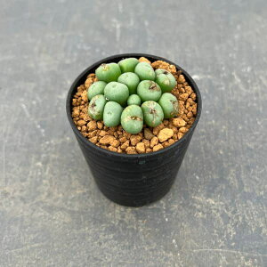 ϗtA/RmtBcFyA\j[@2.5|bg