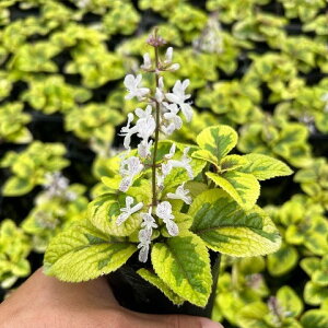 Ԃ̕c/XEF[fACr[FS[f2.5|bg