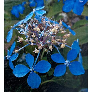 Ԗ ؂̕c/}AWTCFZgmXYJ[i˂̗j4|bg