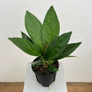 �ϗt�A��/[�I���Z�[��]�i�킯��������j�A���X���E���F�u���E�}�j�[ 5��