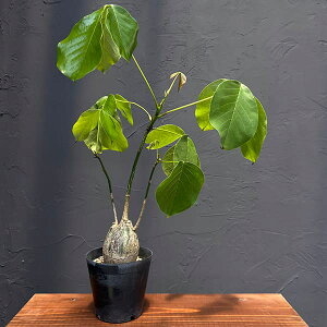 ϗtA/[UEt@[ZNg]vZEh{obNXFGv`Ni3Nj@4A25-01