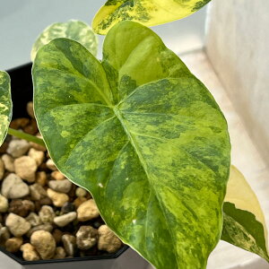 ϗtA/AJVAF}NU@I[AoGK[^ij@3.5|bg