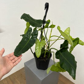 観葉植物/フィロデンドロン：パライソベルデ（斑入り） 5号吊り鉢植え